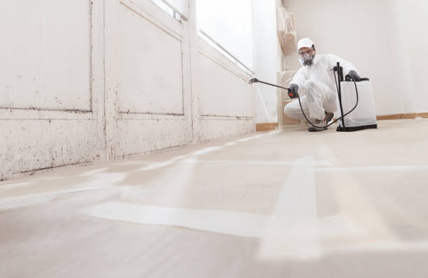 Black mold remediation team in Union