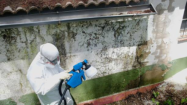 Mold Removal service in Union